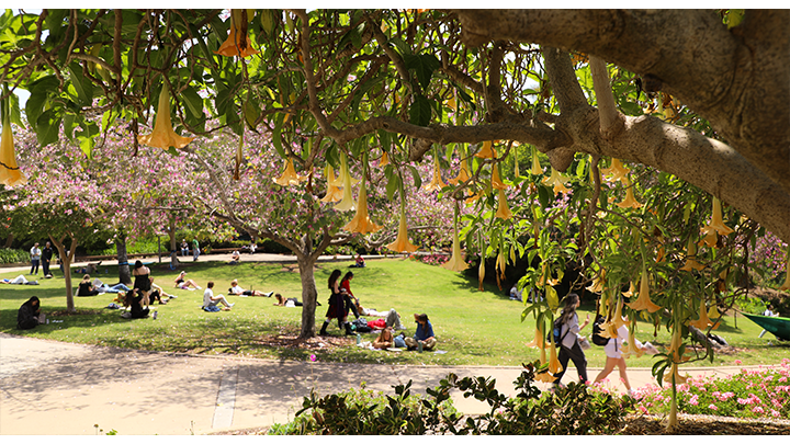 Colorful flowers in bloom near SDSU's Scripps Cottage pond.
