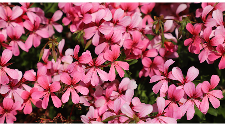 Geranium ivies in bloom near SDSU's Scripps Cottage pond.