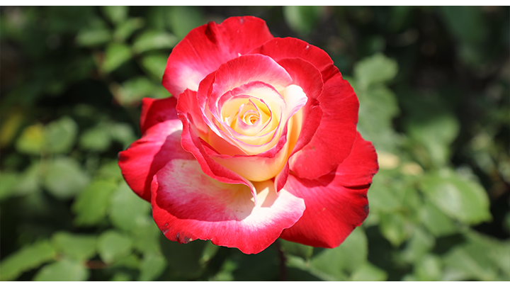 A color rose in bloom near SDSU's Scripps Cottage pond.