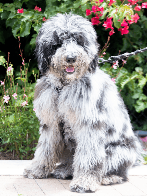 Pogi, a goldendoodle with a rare black and white coat